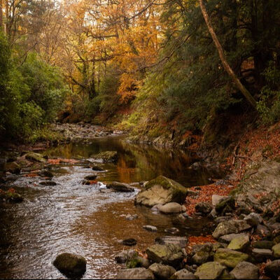 Enchanting Forests